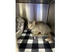 Adopt 18690 a Domestic Shorthair / Mixed cat in Covington, GA (41290185)