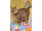 Adopt Inspector a Gray or Blue Domestic Shorthair / Mixed Breed (Medium) / Mixed