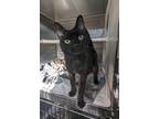 Adopt Rudy a All Black Domestic Shorthair / Domestic Shorthair / Mixed cat in
