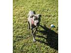 Adopt Ash a Black Mixed Breed (Medium) / Mixed dog in Americus, GA (41289402)