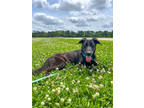 Adopt Penelope a Black Labrador Retriever / Mixed dog in Baton Rouge