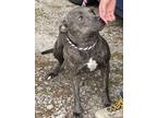 Adopt RINN a Gray/Blue/Silver/Salt & Pepper Mixed Breed (Large) / Mixed dog in