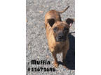 Adopt Muffin a Brindle American Pit Bull Terrier / Mixed Breed (Medium) / Mixed