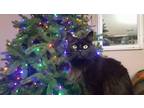 Adopt Luna a Black (Mostly) Domestic Longhair / Mixed (long coat) cat in Lutz