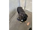 Adopt Tony Montana a Black Labrador Retriever / Mixed dog in Raeford
