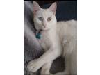 Adopt Tinker a Turkish Angora cat in Annapolis, MD (41289964)