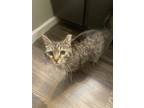 Adopt Mama a Tiger Striped Domestic Shorthair (short coat) cat in Jacksonville