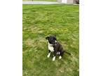 Adopt Jacks a Black - with White Staffordshire Bull Terrier / Mixed dog in
