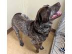 Adopt Jacoby a Brown/Chocolate German Shorthaired Pointer dog in SAINT