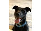 Adopt Boudin a Black - with White Dachshund / Mixed dog in Herriman