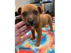 Adopt Judy's S'Mores a Brown/Chocolate Mountain Cur / Mixed dog in Chantilly