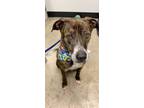 Adopt Kona a Brindle American Staffordshire Terrier / Mixed dog in San Diego
