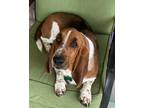 Adopt Mollie a Tricolor (Tan/Brown & Black & White) Basset Hound / Mixed dog in