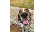 Adopt Elroy a Black Foxhound / Mixed dog in Midland, VA (40346280)