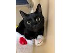 Adopt 24-0472 Miso a All Black Domestic Shorthair / Domestic Shorthair / Mixed