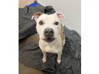 Adopt Bud a White Mixed Breed (Small) / Mixed Breed (Medium) / Mixed (short