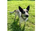 Adopt Leo a Black Australian Cattle Dog / Catahoula Leopard Dog / Mixed (short