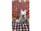 Adopt Zola a White German Shepherd Dog / Mixed dog in Coventry, RI (41289936)