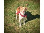 Adopt Alex a Brown/Chocolate Boxer / Mixed dog in Americus, GA (41289401)