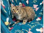 Adopt EggNog a Orange or Red Domestic Shorthair / Domestic Shorthair / Mixed cat