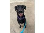 Adopt Harlem a Black Australian Shepherd / Mixed dog in Manitowoc, WI (41289900)