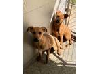 Adopt Bug 24-D0179 a Brown/Chocolate Mixed Breed (Medium) / Mixed Breed (Medium)