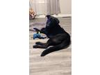 Adopt Bran a Black Labrador Retriever / Great Dane / Mixed dog in Joelton