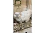 Adopt Lilly a White (Mostly) Persian / Mixed (long coat) cat in Fairhope