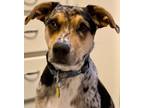 Adopt Comet a Merle Catahoula Leopard Dog / Mixed dog in Seattle, WA (30957544)