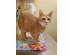 Adopt Ducky a Tan or Fawn Domestic Shorthair / Domestic Shorthair / Mixed cat in