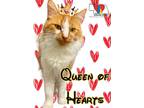 Adopt Queen of Hearts a Orange or Red Domestic Shorthair / Mixed Breed (Medium)