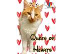 Adopt Queen of Hearts a Orange or Red Domestic Shorthair / Domestic Shorthair /