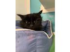 Adopt Kenneth a All Black Domestic Longhair (long coat) cat in Seville