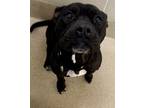 Adopt Stork a Black American Pit Bull Terrier / Mixed dog in Newport News