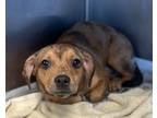 Adopt Tyontae- IN FOSTER a Brown/Chocolate Mixed Breed (Small) / Mixed Breed