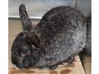 Adopt 84766 Picadilly a Black Other/Unknown / Other/Unknown / Mixed rabbit in