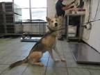 Adopt Pearl a Gray/Blue/Silver/Salt & Pepper Husky / Shepherd (Unknown Type) dog