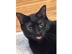 Adopt Momma a All Black American Shorthair / Mixed (short coat) cat in