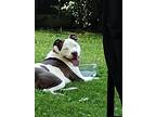 Adopt Ivy rose a White - with Tan, Yellow or Fawn American Staffordshire Terrier