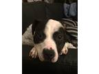 Adopt Harley a Black - with White American Staffordshire Terrier / Mixed dog in