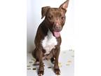 Adopt Daisy (lady) a Brown/Chocolate Mixed Breed (Medium) dog in Jefferson City