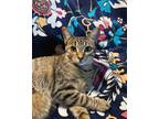 Adopt Stripes a Brown Tabby Tabby / Mixed (medium coat) cat in Lakeland