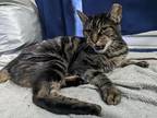 Adopt Sully Patton a Brown Tabby Domestic Shorthair (short coat) cat in