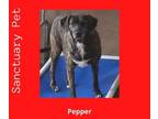 Adopt Pepper Barker a Brindle Feist / Retriever (Unknown Type) / Mixed dog in