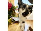 Adopt Abe Weisman a Black & White or Tuxedo Domestic Shorthair (short coat) cat