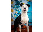 Adopt Roe a Black Mixed Breed (Medium) / Mixed dog in Havelock, NC (41288990)