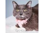 Adopt Shamrock (East Campus- Waived Fee) a Gray or Blue Domestic Shorthair /