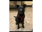 Adopt Clyde a Black Terrier (Unknown Type, Medium) / Mixed Breed (Medium) /