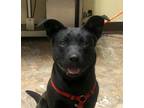 Adopt Clyde a Black Terrier (Unknown Type, Small) / Mixed dog in Vincennes