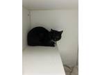 Adopt Michigan a All Black Domestic Shorthair / Domestic Shorthair / Mixed cat